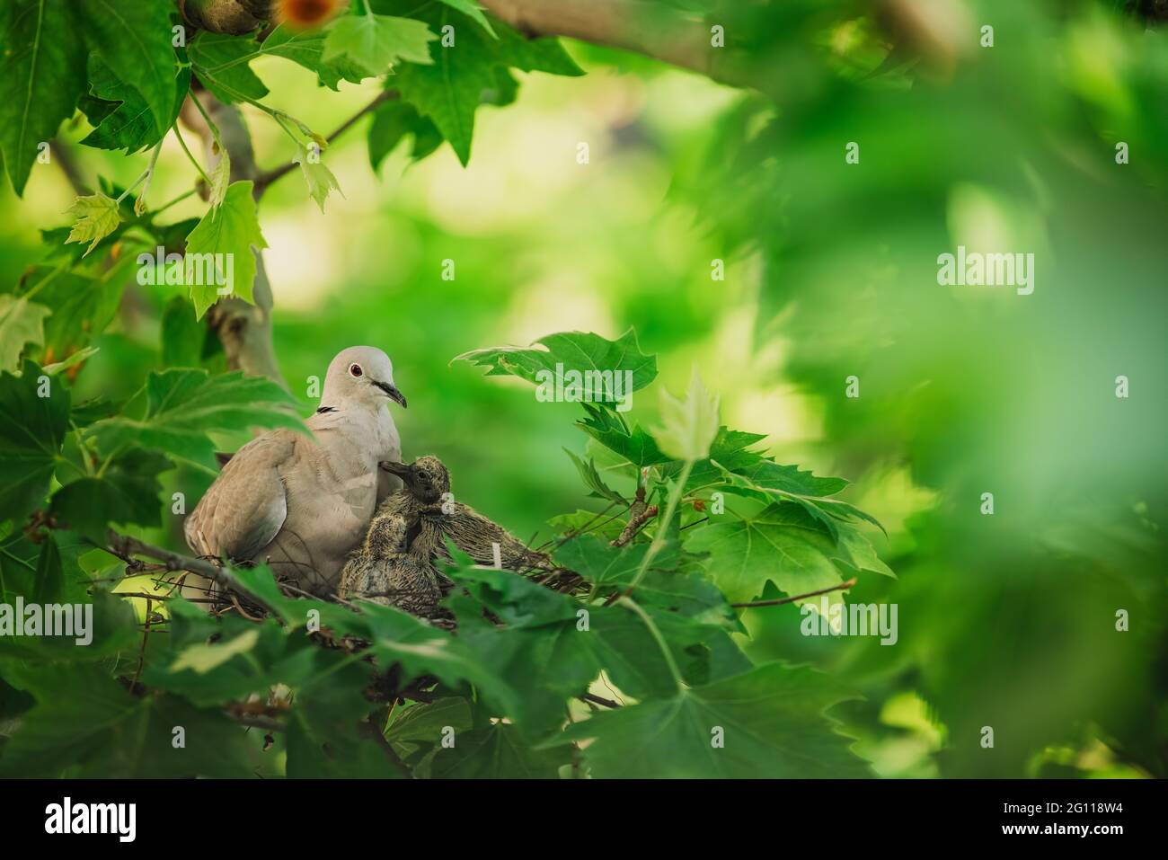 Pigeon in nest on tree branch take care of bird`s eggs. Motherhood life Stock Photo Alamy